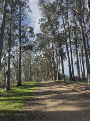Obraz premium Wide dirt path lined with tall trees in a peaceful forest setting. Natural outdoor scene with soft daylight, green grass, and open space, suitable for travel, hiking, wellness, and nature background