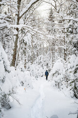 Silhouette of a lone hiker exploring the snow covered boreal forest after the snowstorm, Charlevoix, Quebec, Canada