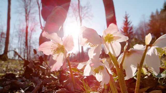 LENS FLARE, CLOSE UP, DOF, SLOW MOTION: Wild hellebore flowers are lit by bright sun as woman leaps out from behind the camera and runs through spring forest. Cardio exercise and awakening of nature.