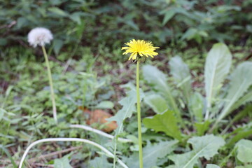 タンポポと綿毛