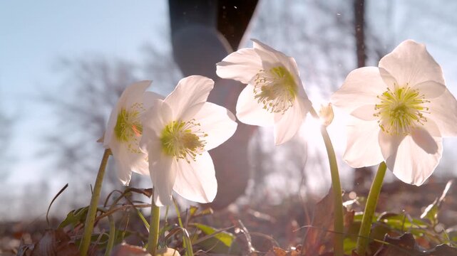 LENS FLARE, CLOSE UP, DOF, SLOW MOTION: Fit woman jumps over camera and blooming hellebore flowers bathed in sunlight and runs through the forest. Sport activity in the embrace of awakening of nature.