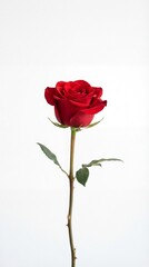 Fototapeta premium valentine aesthetic with aesthetic, love, day, romance, rose, valentine, romantic