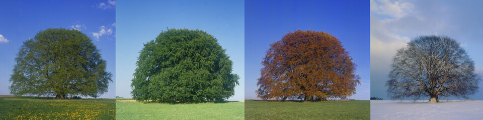 Fototapeta premium Four seasons illustration of the famous Bavaria Beech tree (fagus sylvatica): A breathtaking composite of this iconic solitary tree..