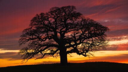 Lonely Tree Silhouette in Dramatic Sunset with Vibrant Colors on Dark Landscape for Nature Background