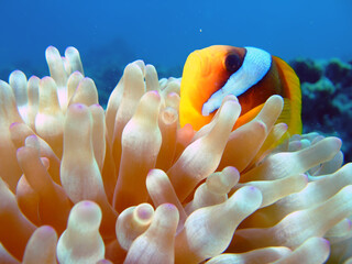 Red Sea Anemonefish (amphiprion bicinctus). Taken at Sharm el Sheikh, Egypt.