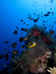 Red Sea Anemonefish (amphiprion bicinctus)with magnificent anemone. Taken at Sharm el Sheikh, Egypt.