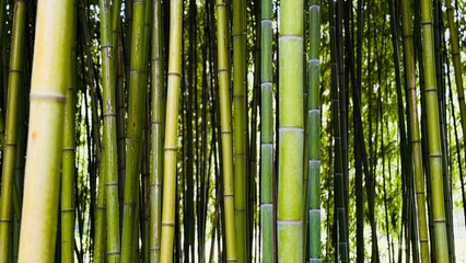 Fototapeta premium bamboo forest background