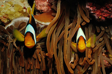 Red Sea Anemonefish (amphiprion bicinctus). Taken at Sharm el Sheikh, Egypt.