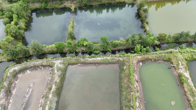 Top Down Drone Shot Following Flying Bird Over Ponds and Greenery