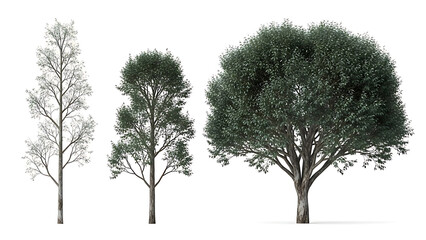 Fototapeta premium three isolated trees on white background showcasing varying foliage and sizes ideal as digital assets for architectural visualization