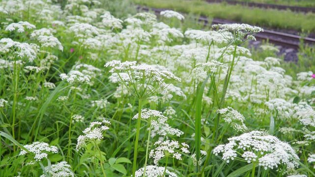 Aegopodium Podagraria, Ground Elder, Flowering Plant Carrot Family Apiaceae Grows in Shadow. Herb Gerard, Bishop Weed, Goutweed, Gout Wort, Snow-in-the-Mountain English Masterwort and Wild Masterwort