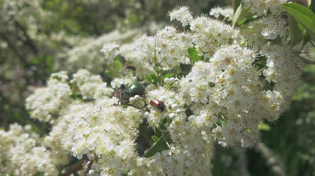 The small white flowers of the Scarlet firethorn (Pyracantha coccinea) are a food source for the Copper chafer (Protaetia cuprea) and other beetles.