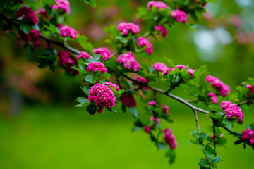 Fototapeta premium The image shows a tree with pink flowers against a background of a field and blurred trees. The sky is overcast.