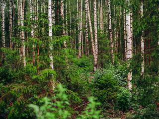 Obraz premium A forest with a fine birch trees in the foreground. Relaxing nature background. Dense tree volume per unit or land.