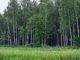 Fototapeta premium A forest with a fine birch trees in the foreground. Relaxing nature background. Dense tree volume per unit or land.