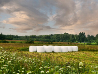 Obraz premium White plastic bale of grass in a field, forest and fog in the background. Agriculture industry. Misty nature scene in summer time. Calm and cool relaxing mood. Nobody.