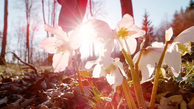 CLOSE UP, LENS FLARE, DOF, SLOW MOTION: Woman and her dog jump over blooming hellebores while running through sunny forest. White wildflowers that signal arrival of spring and spending time outdoors.