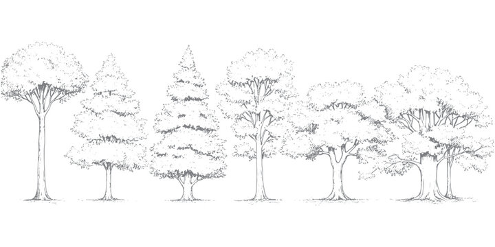 Set of hand-drawn forest trees in fine line art style, detailed pencil sketch of various trees including oak and pine with ground texture, isolated on white for architectural and vintage landscape
