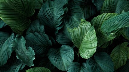 beautiful green leaves of some plants