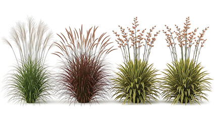 Obraz premium ornamental grasses and flax plants display a variety of textures and colors for landscaping design and virtual architectural visualization projects.