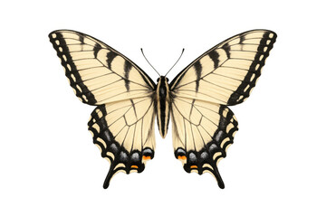 Fototapeta premium Swallowtail butterfly on transparent background spreading wings, showing detailed cream and black markings