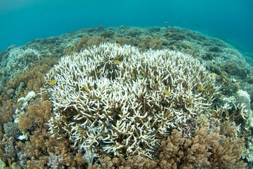 Fragile corals begin to bleach on a shallow coral reef in Raja Ampat, Indonesia. Corals lose their symbiotic symbiodinium dinoflagellates when sea temperatures are too high, thereby becoming bleached.