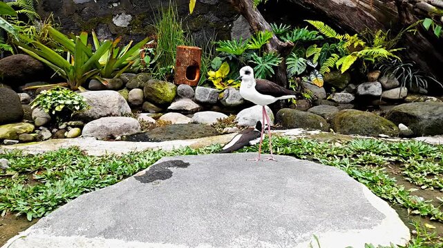 Pair of black-winged stilts (Himantopus himantopus).