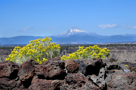 Sage Rabbit Brush and Lava Rocks