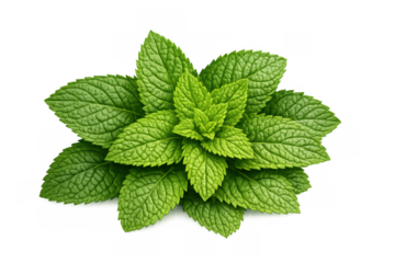 Fresh green mint leaves, crisp peppermint herb, aromatic spearmint plant, healthy natural ingredient on transparent background