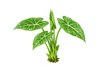Alocasia plant with vibrant green leaves, tropical foliage for botanical design, isolated on transparent background