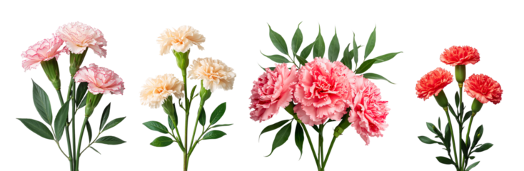 Beautiful carnation flower isolated on transparent background