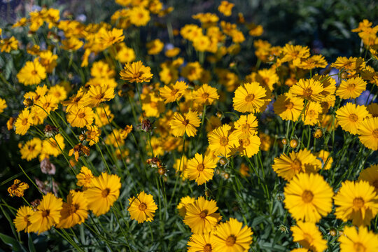 Bright yellow Coreopsis flowers with jagged petals and warm orange centers glow against green foliage, creating a lively, sunlit display of natural seasonal beauty in a garden or meadow.