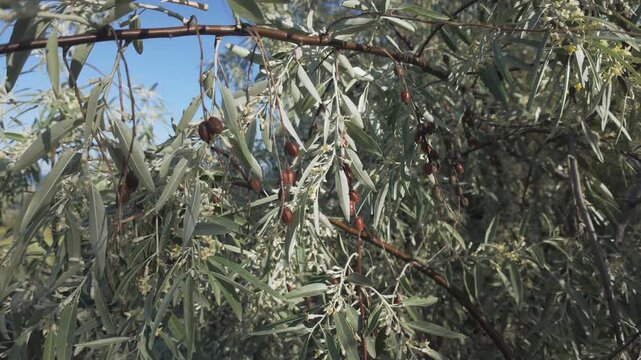 A blooming Silverberry or Oleaster tree covered in small flowers, leaves, and last year's red fruits.