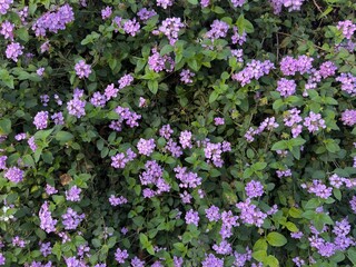 Obraz premium Purple Trailing Lantana: Dense carpet of vibrant purple shrub verbena flowers covering the frame.