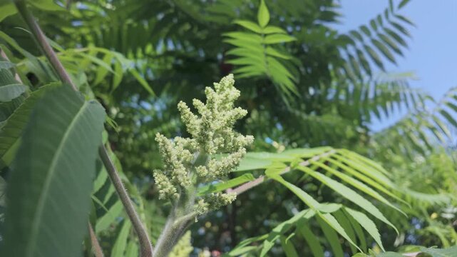 Flower and foliage of blooming Sumac tree swaying in the spring breeze on a sunny day