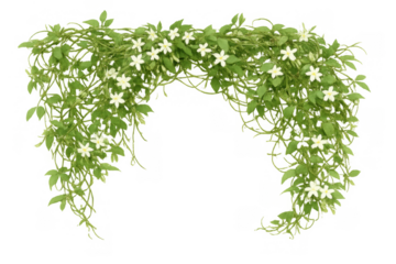 Blooming jasmine vine creating a floral arch border, fresh green foliage with white flowers, transparent background