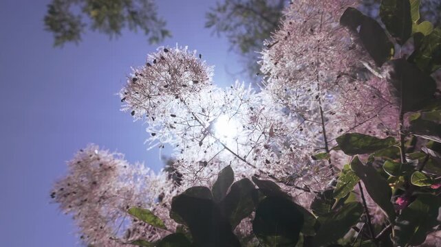 View from below of foliage and fluffy seed heads of Eurasian smoketree, Cotinus coggygria on blue sky background on sunny day, backlit by sun