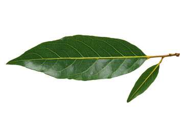 Fototapeta premium Single Green Leaf on White Background