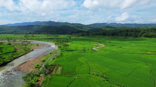 Aerial drone footage of a main river, with green lush rice field valley in patterns, and forests, in Bentar village in Salem area, Brebes regency, Java island, Indonesia, in cloudy atmosphere