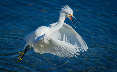 Angry Snowy Egret