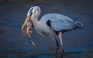 Great blue heron with prey.