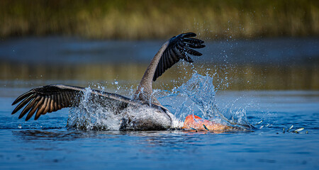 brown pelican, plunge-diving, fish strike.