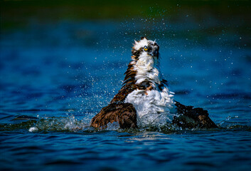 osprey, bathing and shaking water after a dive