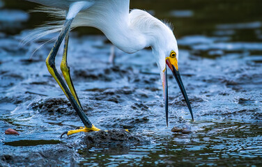 snowy egret hunting fish in shallow water.