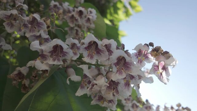 Close-up of colorful flowers of blooming Indian bean tree (Catalpa bignonioides) swaying in wind