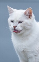 White cat licks nose, soft fur, calm gaze against muted gray background.