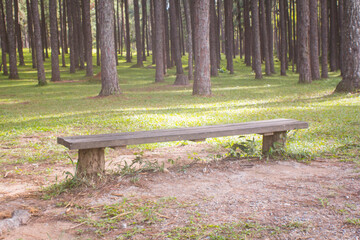 wood Chair with Bo Kaeo Pine Tree Garden in Chiangmai Thailand