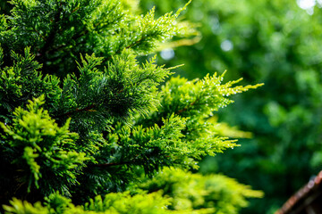 The photo shows a coniferous evergreen tree with green foliage in the background in a city park with a beautiful landscape in summer.