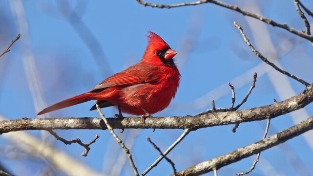 Male northern cardinal red bird perched against winter background