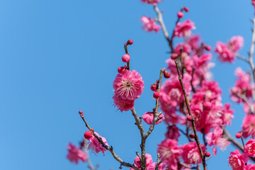 澄み渡る青空と鮮やかな濃いピンク色の紅梅の枝